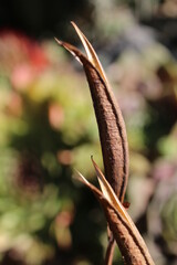 Inkarwilla zwarta Incarvillea compacta mszyca biedronka © Perovskia