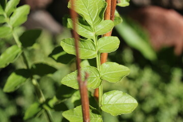 Inkarwilla zwarta Incarvillea compacta mszyca biedronka © Perovskia