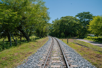 Obraz premium railway in the forest