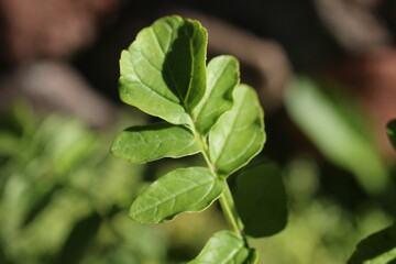 Inkarwilla zwarta Incarvillea compacta mszyca biedronka © Perovskia