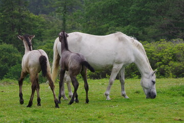 Naklejka na ściany i meble Mare with two playful foals