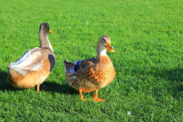 Large Beautiful yellow ducks are walking on the green lawn. Poultry, farm in village. Big waterfowl birds, Duck meat, food. Bird hunting.