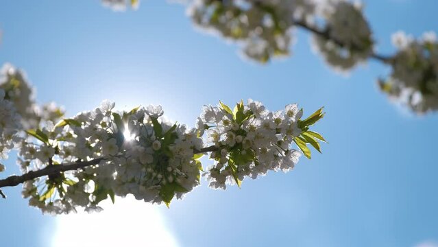 Twigs of cherry tree with white blossoming flowers in early spring