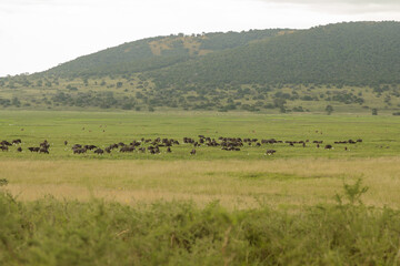 Naklejka na ściany i meble Herd of wild buffaloes grazing on a green field in Africa national park
