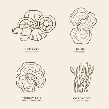 Set of hand drawn mushrooms. Shiitake, turkey tail, cordyceps, reishi