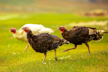 Turkeys walk on the grass in a green meadow in a pasture. Animal husbandry and agriculture in the mountains.