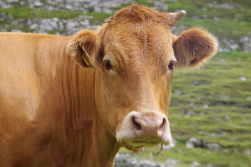 Naklejka na ściany i meble cow close up