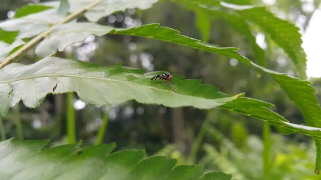 Footage of small animals on a leaf. 4K footage in the jungle.