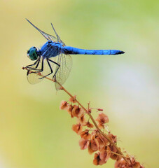 dragonfly on a branch