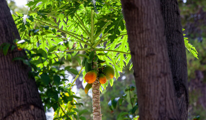 Papayas growing in Arizona, technically herbaceous succulents and not trees.