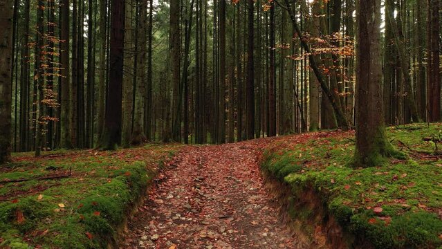 Forest path slow motion camera movement.