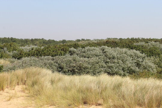 A beautiful landscape shot at Formby Beach and Pine Woods. This photo was taken during the heatwave and extremely hot weather.