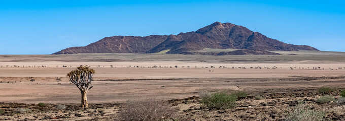 A quiver see in the savannah in Namibia, African landscape
