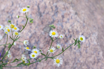 White beautiful flowers of Erigeron strigosus. wild plant. Daisy.