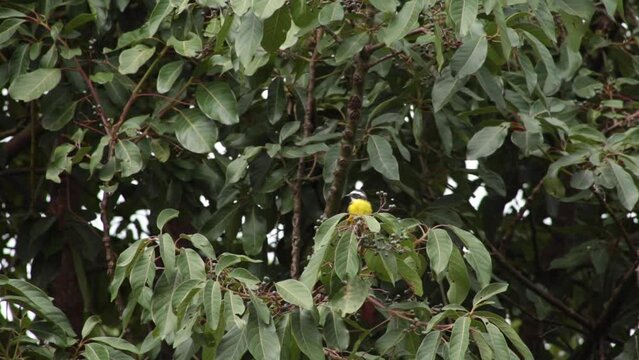 bird standing on the top of a tree