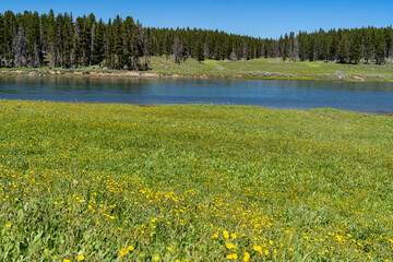 Beautiful yellow wildflowers on the banks of the Yellowstone River inside of Yellowstone National Park