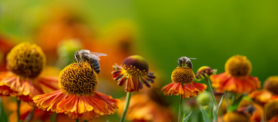 Fototapeta bees (apis mellifera) on helenium flowers - close up obraz
