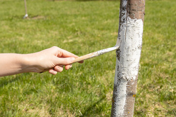 Applying whitewash to a tree in the garden. A gardener paints a tree trunk with a brush. Garden...