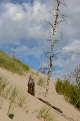Brzoza skąpana w wydmie © Ania Burczyńska