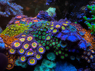 reef
