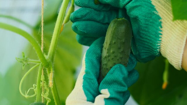 Picking cucumbers in agriculture ripened in a gloved hand.Close-up. Harvest of fresh cucumbers in the greenhouse.seedling growing in the greenhouse, ready to be harvested, harvesting concept.