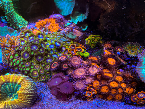 reef