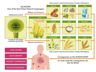 Medical diagram of the main foods that can be contaminated with aflatoxin, one of the most potent carcinogens found in nature, and the possible consequences on the human body, with annotations.