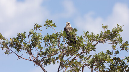 A Swainson's hawk is perched on top of a small Gambel's oak tree with a background of blue sky and white puffy clouds. 