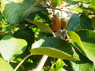 kiwis on the tree from organic farming