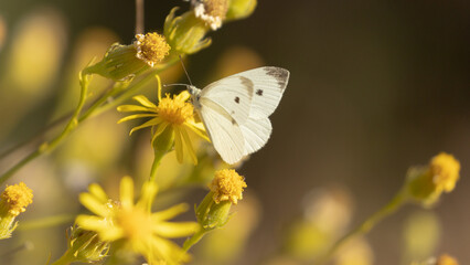 Obraz premium A cabbage butterfly pauses for a moment on a yellow camphorweed flower on a sunny summer day.