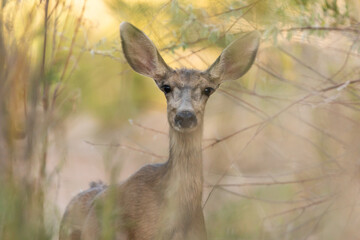 A mule deer doe looks straight at the camera from behind a thin screen of willow bushes.