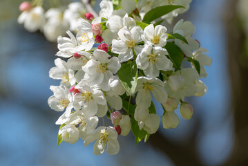 White Crabapple Blossoms In Spring