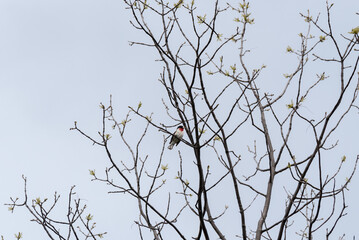 Rose-breasted Grosbeak Perched In A Tree In Spring
