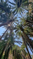 palm trees against sky