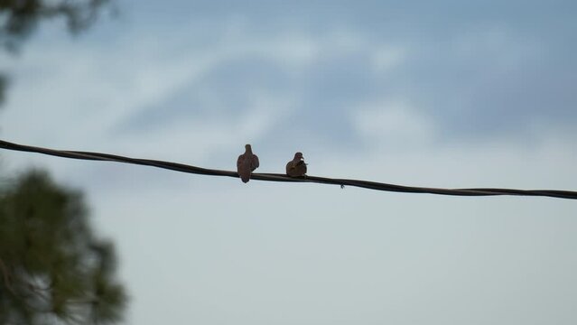 Two pigeons doves fighting high on wire on blue sky background