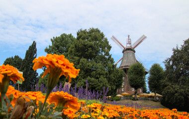 Historical windmill behind colourful flower garden in Bremen, Germany