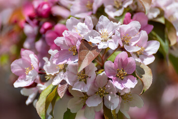 Pink Crabapple Blossoms In Spring