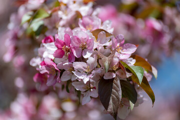 Pink Crabapple Blossoms In Spring
