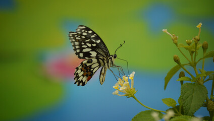 butterfly on a flower