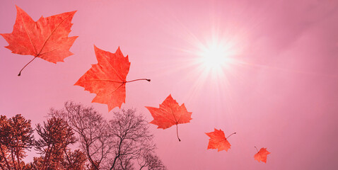 Autumn leaves on pink sky.