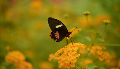 butterfly on a flower