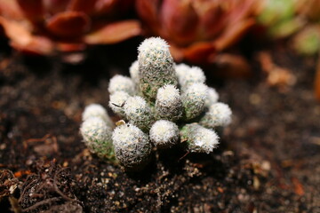 kaktus ESCOBARIA SNEEDII ssp. LEI