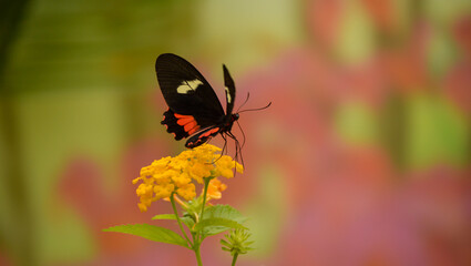 butterfly on flower