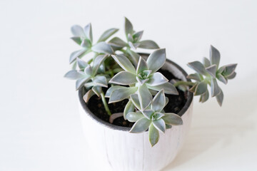 Home green houseplants succulent in white pot