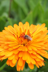 ABEJA EN UNA FLOR AMARILLA. ABEJA ECHANDO POLEN