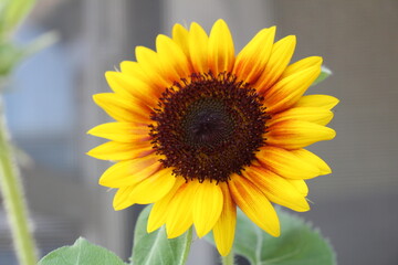 Close up of Sunflower inthe garden 