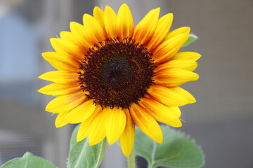 Fototapeta premium Close up of Sunflower inthe garden 