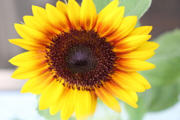 Close up of Sunflower inthe garden 