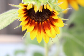 Naklejka premium Close up of Sunflower inthe garden 