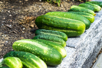 Gurken Ernte - saftiges Grün 